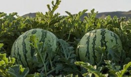 湖北网红吃瓜,揭秘网络热点的背后故事